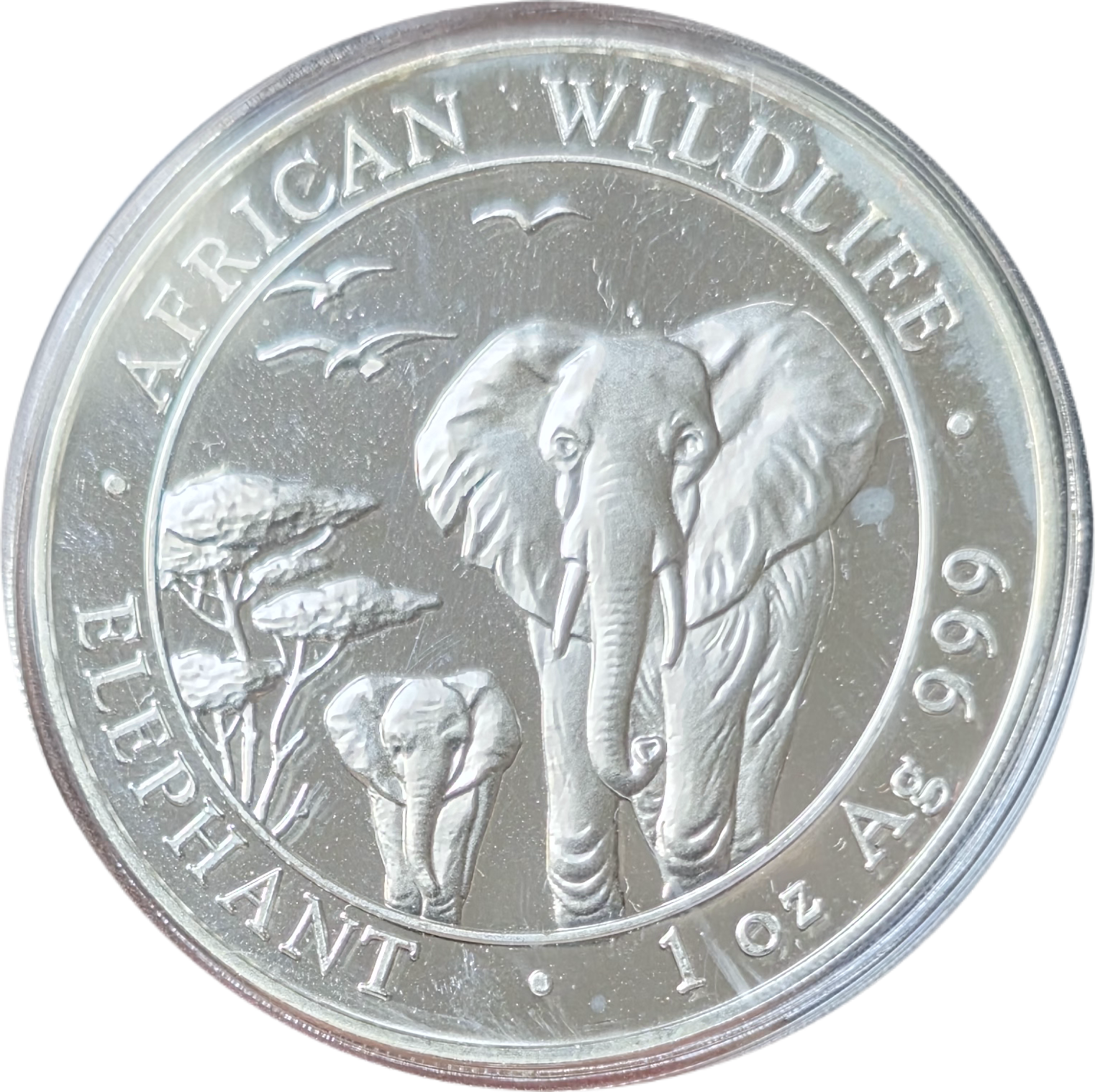 1oz olifant 2015 Somalië